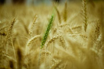 Ce qu'il faut recouvrir de nouvelles semences d'herbe.