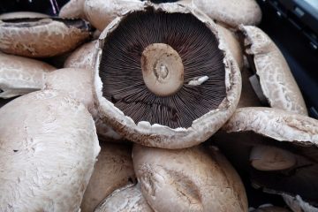 Comment cuire les champignons portabella ?