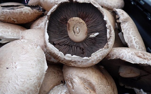 Comment cuire les champignons portabella ?