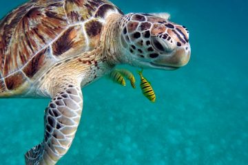 Comment dire si votre Terrapin est un garçon ou une fille ?