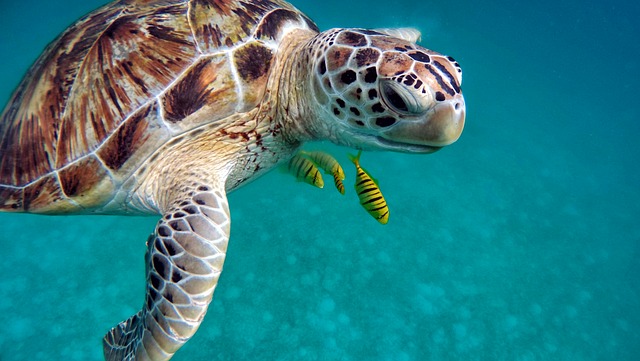 Comment dire si votre Terrapin est un garçon ou une fille ?