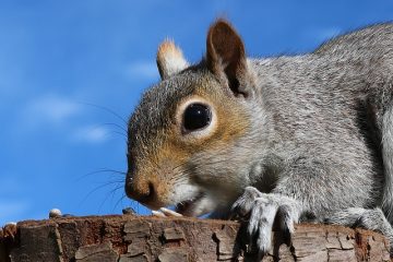 Comment empêcher les écureuils d'entrer dans les avant-toits