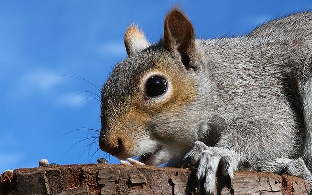 Comment empêcher les écureuils d'entrer dans les avant-toits