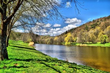 Comment entraîner un saule pleureur