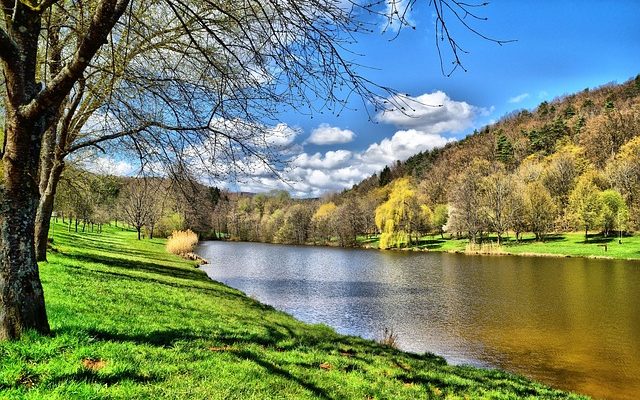 Comment entraîner un saule pleureur