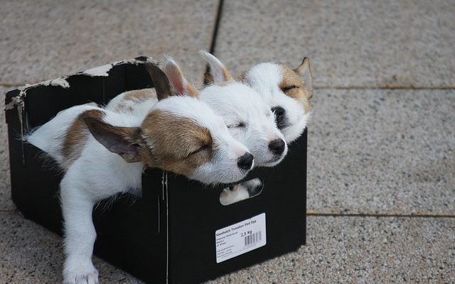 Comment fabriquer un animal à partir d'une boîte à chaussures