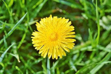 Comment faire de la pâte de farine