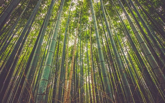Comment faire des flûtes en bambou de 12 pouces