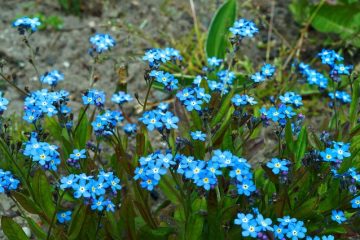 Comment faire pousser des myosotis à l'intérieur.