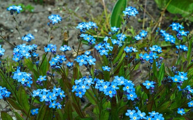 Comment faire pousser des myosotis à l'intérieur.