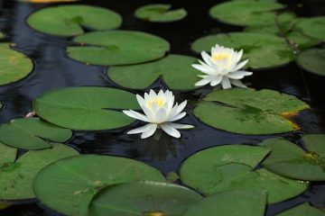 Comment faire pousser des plantes d'aquarium avec des leds