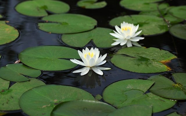 Comment faire pousser des plantes d'aquarium avec des leds