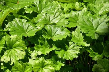 Comment faire pousser Gunnera Tinctoria Gunnera Tinctoria