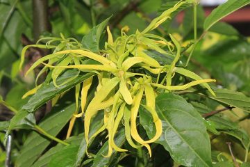 Comment faire pousser Ylang Ylang Ylang à partir de semences