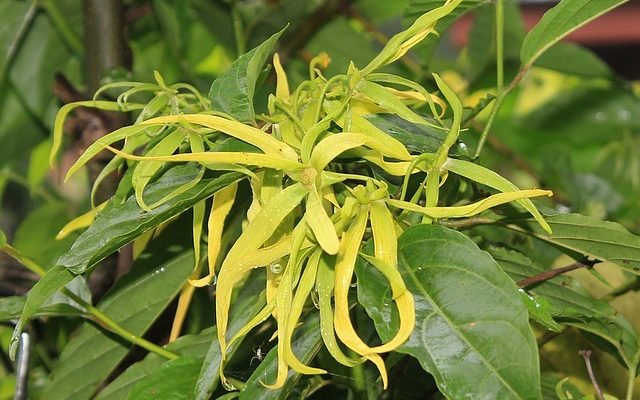 Comment faire pousser Ylang Ylang Ylang à partir de semences