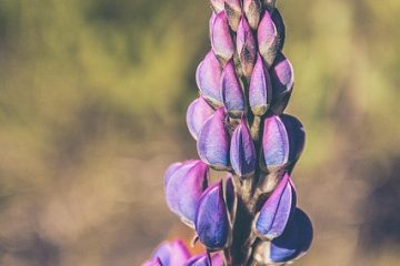 Comment faire rebloom Lupins rebloom