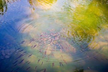 Comment faire un étang de poissons à bas prix