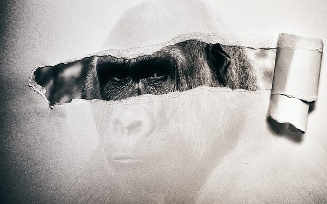 Comment faire un singe en papier mâché