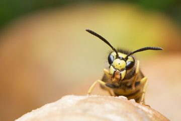 Comment identifier les nids de guêpes par espèce