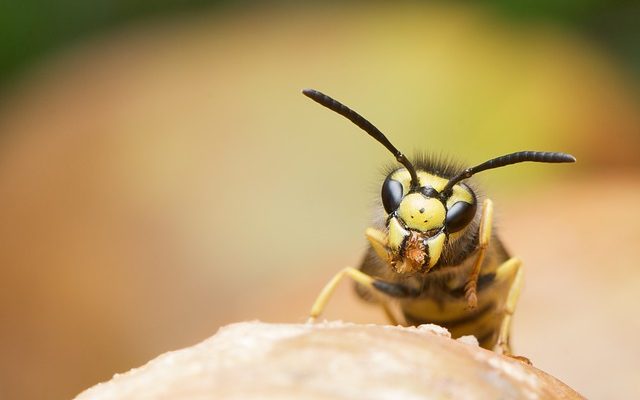 Comment identifier les nids de guêpes par espèce