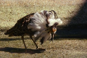 Comment imiter les sifflets à oiseaux