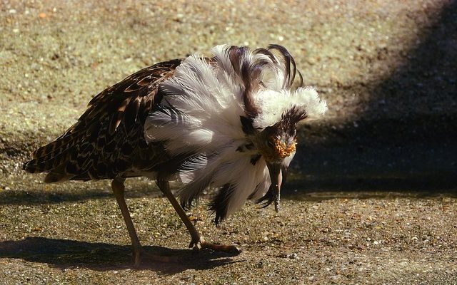 Comment imiter les sifflets à oiseaux