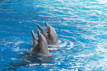 Comment nager avec les dauphins au Royaume-Uni
