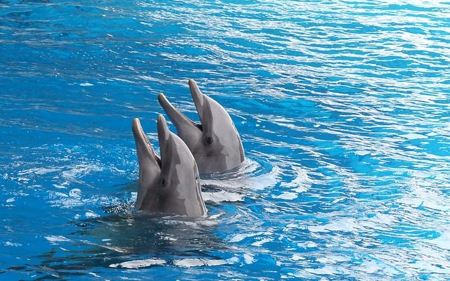 Comment nager avec les dauphins au Royaume-Uni