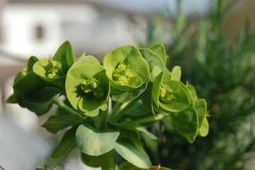 Comment prendre soin des succulents à l'intérieur