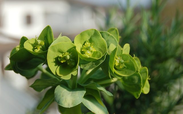 Comment prendre soin des succulents à l'intérieur