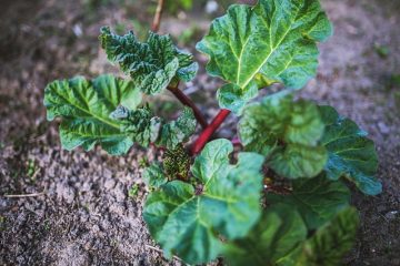 Comment prendre soin d'une plante de rhubarbe