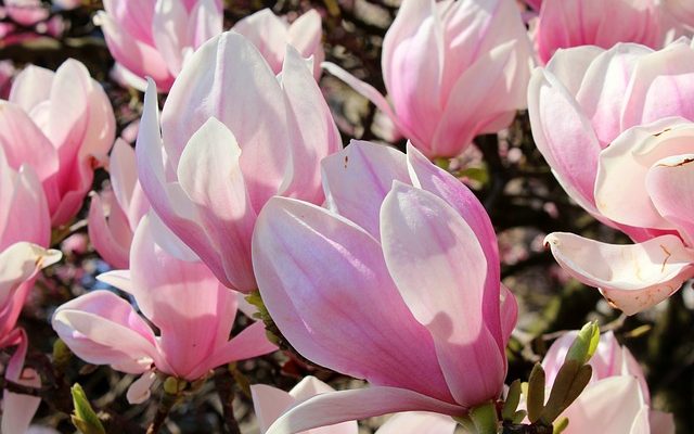 Comment préserver les roses pour toujours