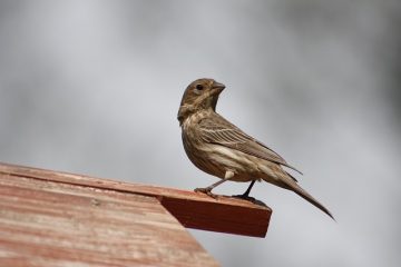 Comment puis-je empêcher les oiseaux d'empoisonner ma maison ?