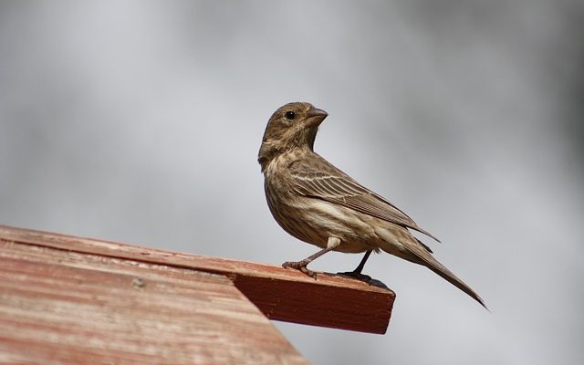 Comment puis-je empêcher les oiseaux d'empoisonner ma maison ?