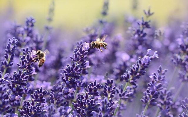 Comment se débarrasser des abeilles sans les tuer ?