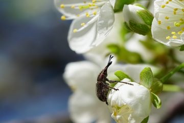 Comment se débarrasser des scarabées du hanneton des roses