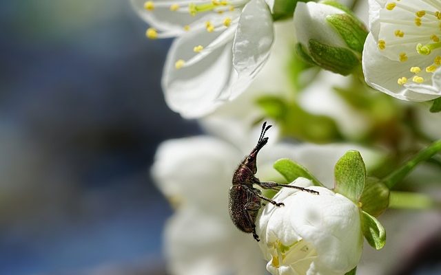 Comment se débarrasser des scarabées du hanneton des roses