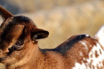 Comment traiter les acariens chez une chèvre