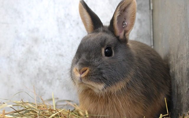 Comment tuer des lapins dans la cour