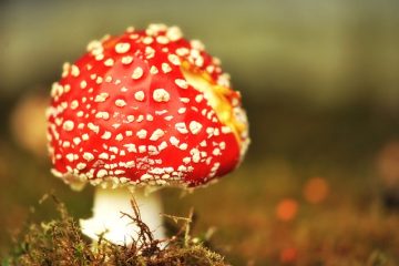 Comment tuer les champignons qui poussent dans mon jardin