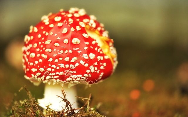 Comment tuer les champignons qui poussent dans mon jardin