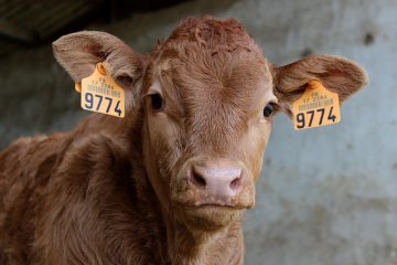 Comment utiliser un licou de corde à vache