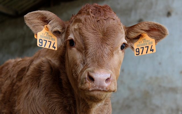 Comment utiliser un licou de corde à vache