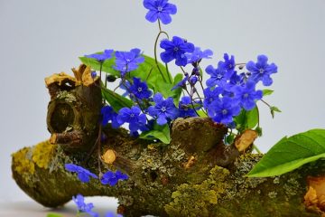 Des plantes qui fleurissent tout l'été tout au long de l'été