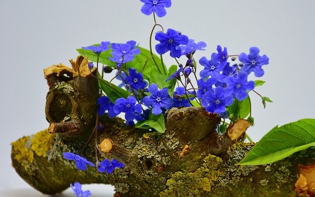 Des plantes qui fleurissent tout l'été tout au long de l'été