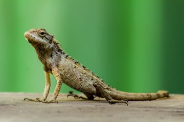 Différence entre les animaux terrestres et les animaux marins.