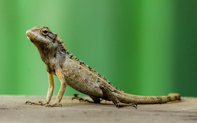 Différence entre les animaux terrestres et les animaux marins.