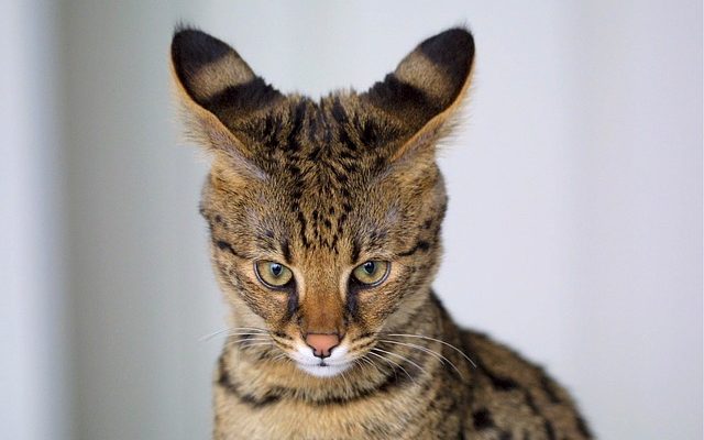 Entraînement du chat de Savannah