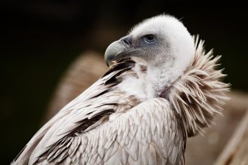 Idées de chasse au trésor pour les enfants de 8 ans