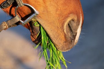 Idées pour peindre un cheval à bascule en bois